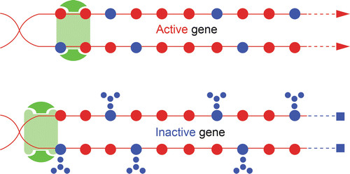 epigenetica