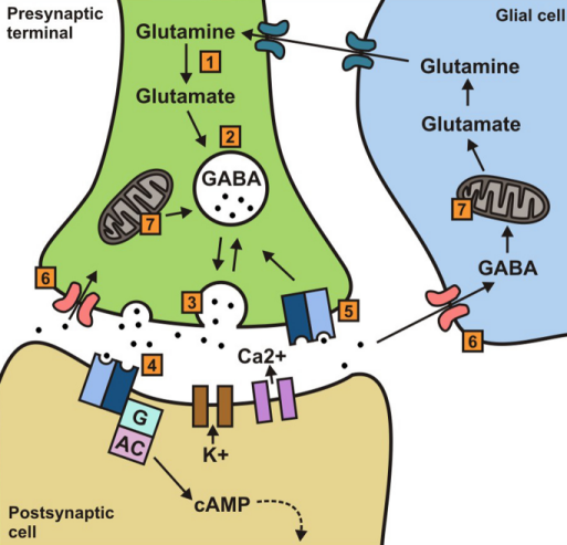 gabaglutammato