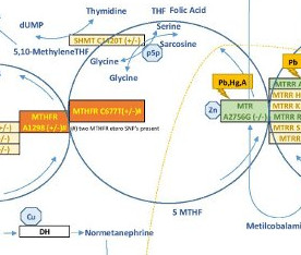 occp2 partial